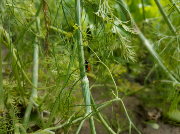 How to Keep Slugs Out of Your Garden Naturally | Easy Tips how to keep slugs out of garden