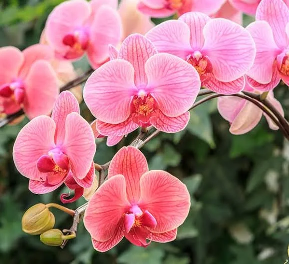 12 Most Popular Orchids: Beautiful Types to Grow at Home
